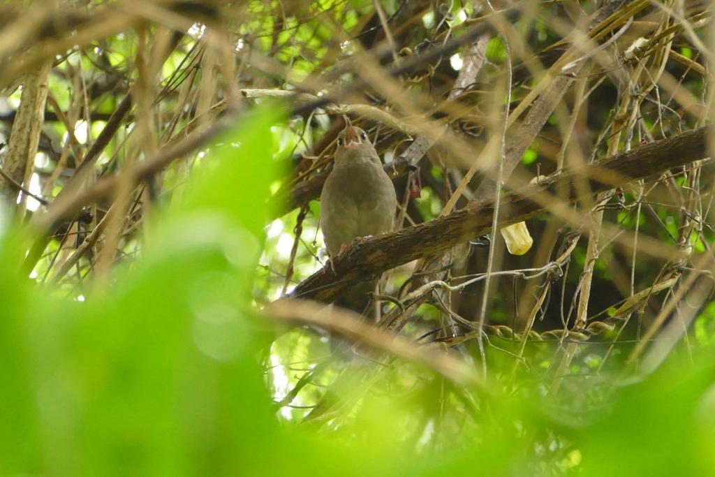 Kingfisher Country House Wildernis Exterior foto